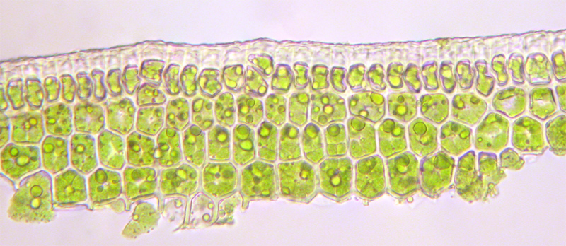 Polytrichastrum alpinum